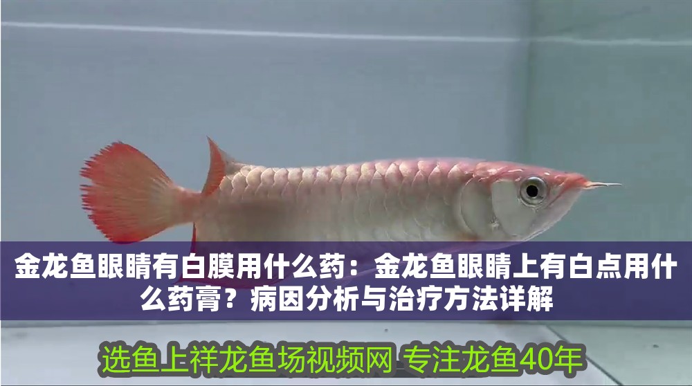 金龍魚眼睛有白膜用什么藥：金龍魚眼睛上有白點用什么藥膏？病因分析與治療方法詳解