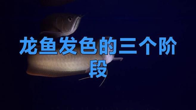 金龍魚發色期間需要注意什么？ 金龍魚發色期間需要注意什么？ 龍魚百科 第4張