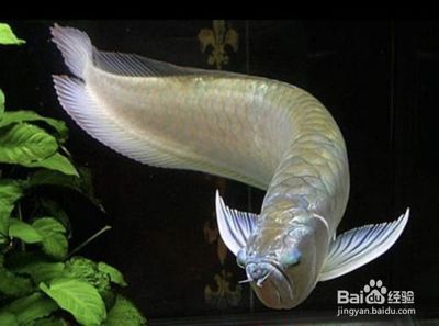 養銀龍魚要多大的魚缸合適：養銀龍魚要多大的魚缸合適呢 養銀龍魚要多大的魚缸合適：養銀龍魚要多大的魚缸合適呢 龍魚百科 第3張