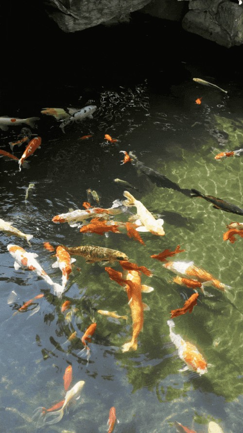 推薦幾款高質量的金龍魚動態壁紙應用