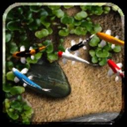 推薦幾款高質(zhì)量的金龍魚動(dòng)態(tài)壁紙應(yīng)用