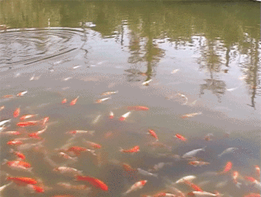 推薦幾款高質量的金龍魚動態壁紙應用