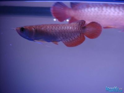 金龍魚幼魚多大開始發色，如何挑選優質金龍魚幼魚 金龍魚幼魚多大開始發色，如何挑選優質金龍魚幼魚 龍魚百科 第3張