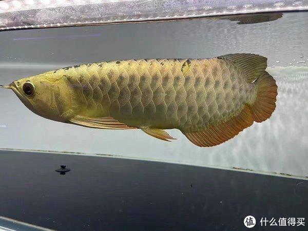 金龍魚幼魚多大開始發色，如何挑選優質金龍魚幼魚 金龍魚幼魚多大開始發色，如何挑選優質金龍魚幼魚 龍魚百科 第4張