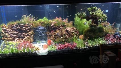 龍魚缸改草缸好不好：龍魚缸改草缸好不好需要綜合考慮多個因素，草缸養護技巧