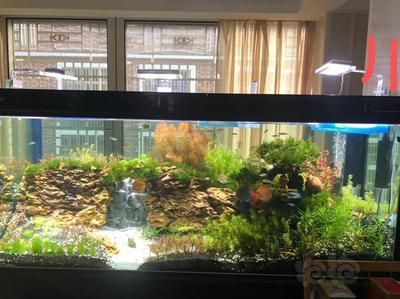 龍魚缸改草缸好不好：龍魚缸改草缸好不好需要綜合考慮多個因素，草缸養護技巧