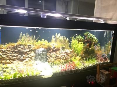 龍魚缸改草缸好不好：龍魚缸改草缸好不好需要綜合考慮多個因素，草缸養護技巧