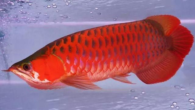 紅龍魚(yú)底色不干凈怎么處理：紅龍魚(yú)底色不干凈怎么辦 紅龍魚(yú)底色不干凈怎么處理：紅龍魚(yú)底色不干凈怎么辦 龍魚(yú)百科 第1張