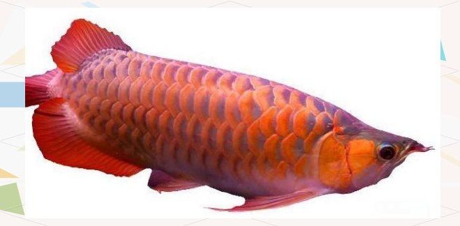 如何判斷紅龍魚(yú)是否感染炸鱗？ 如何判斷紅龍魚(yú)是否感染炸鱗？ 龍魚(yú)百科 第3張