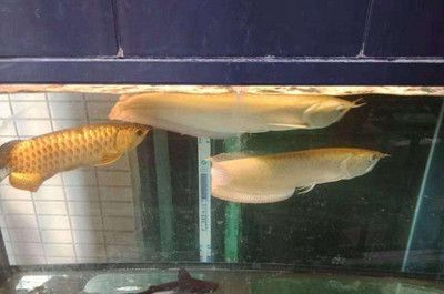 銀龍魚尾巴掉了還能長嗎（銀龍魚尾巴掉了有可能長回來的）