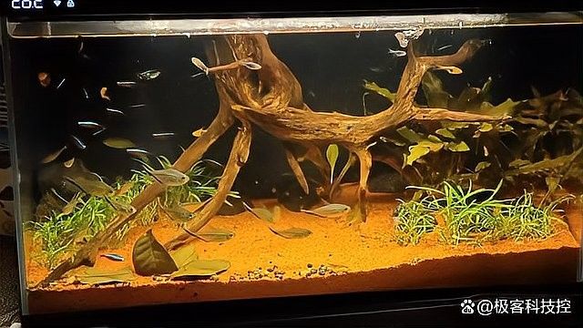 龍魚缸水草種植步驟 龍魚缸水草種植步驟 龍魚百科 第1張