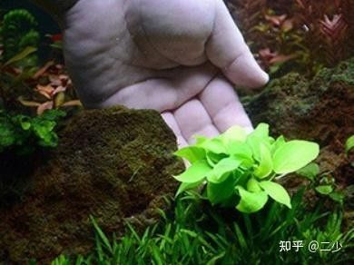 龍魚缸水草種植步驟 龍魚缸水草種植步驟 龍魚百科 第3張