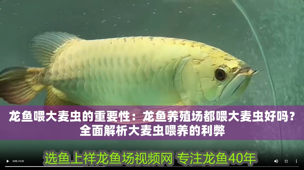 龍魚喂大麥蟲的重要性：龍魚養殖場都喂大麥蟲好嗎？全面解析大麥蟲喂養的利弊