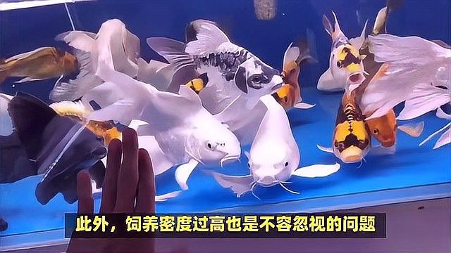 龍魚拉屎飄起來怎么回事