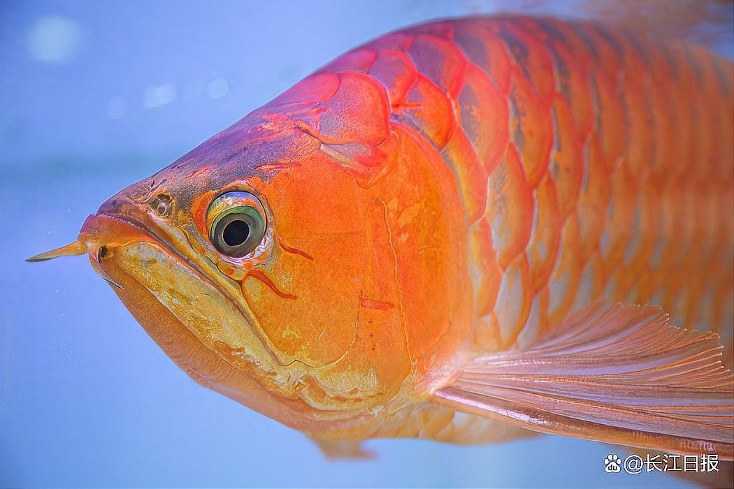 龍魚美容需要多少錢一次呢