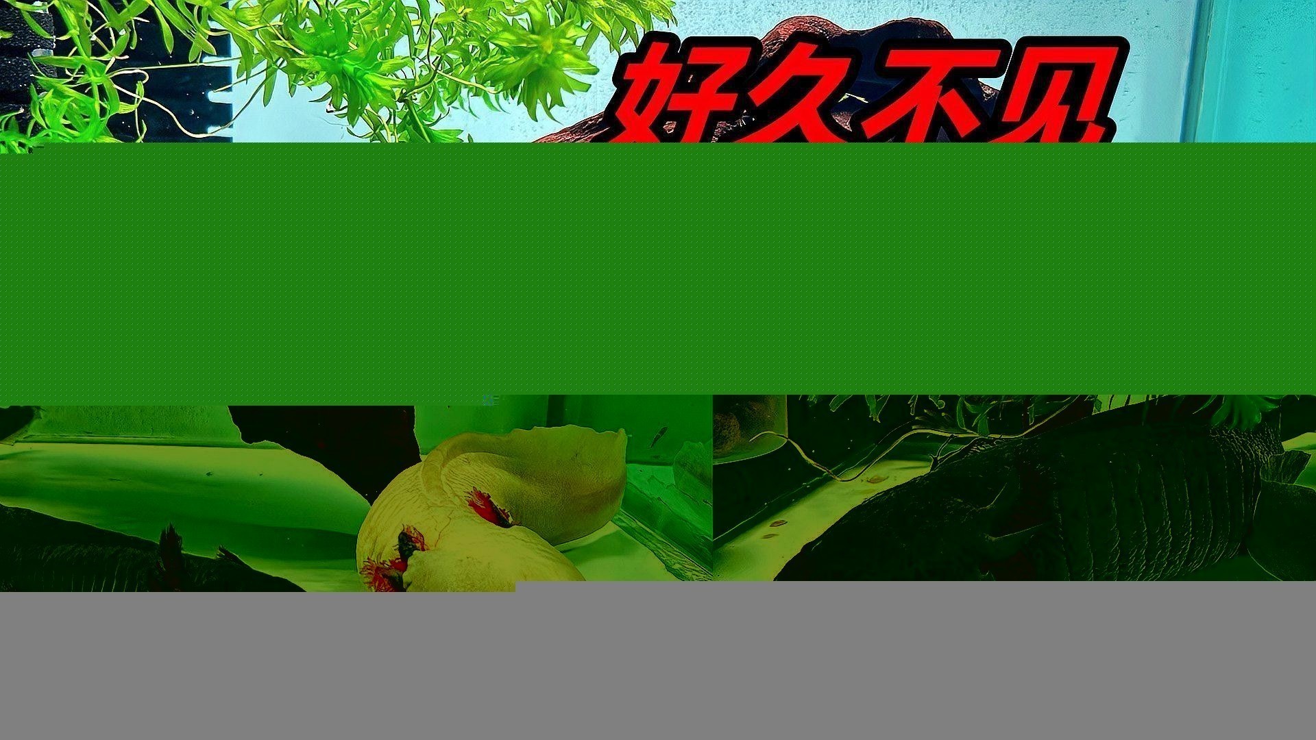 小恐龍魚吃什么開口的食物好