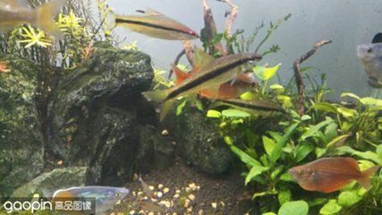 印尼紅龍魚多少錢一條合適的缸子：印尼紅龍魚價格因素而異，印尼紅龍魚的價格因素而異