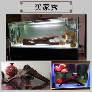 60小缸養龍魚成功案例（60厘米的小缸養龍魚怎么樣？）