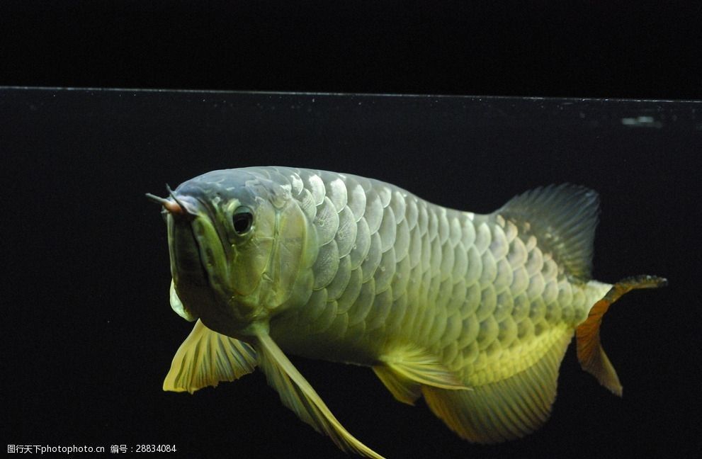紅金龍魚怎么養活（紅金龍魚養殖紅金龍魚養殖方法和注意事項和注意事項） 紅金龍魚怎么養活（紅金龍魚養殖紅金龍魚養殖方法和注意事項和注意事項） 龍魚百科 第1張