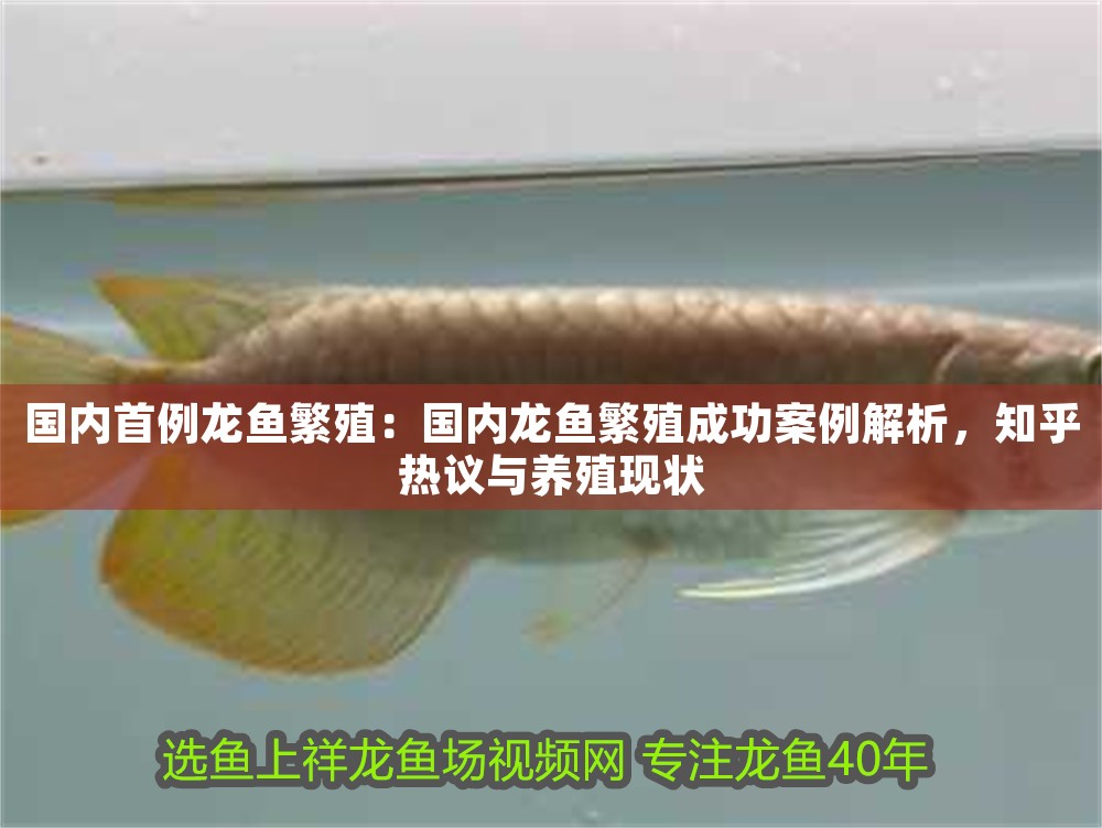 國內(nèi)首例龍魚繁殖：國內(nèi)龍魚繁殖成功案例解析，知乎熱議與養(yǎng)殖現(xiàn)狀