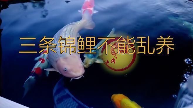 錦鯉養三條好還是六條好 龍魚百科 第3張 錦鯉養三條好還是六條好 錦鯉養三條好還是六條好 龍魚百科 第3張