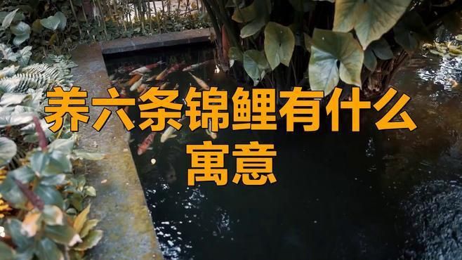 錦鯉養三條好還是六條好 龍魚百科 第5張 錦鯉養三條好還是六條好 錦鯉養三條好還是六條好 龍魚百科 第5張
