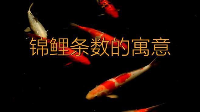 錦鯉養三條好還是六條好 龍魚百科 第9張 錦鯉養三條好還是六條好 錦鯉養三條好還是六條好 龍魚百科 第9張