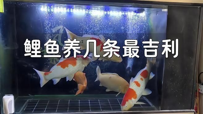 錦鯉養三條好還是六條好 龍魚百科 第11張 錦鯉養三條好還是六條好 錦鯉養三條好還是六條好 龍魚百科 第11張