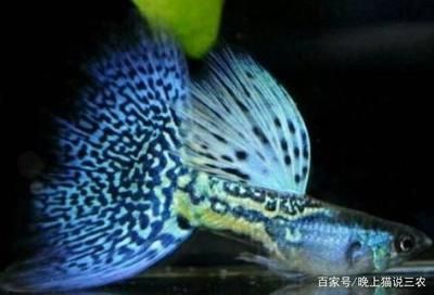 龍魚打包運輸3天：龍魚打包運輸的流程和注意事項