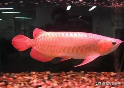 龍魚側著身子游：龍魚側著身子游可能有多種原因