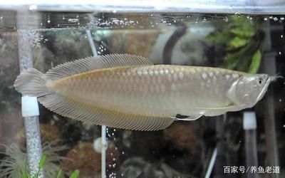 龍魚(yú)凍了怎么救：龍魚(yú)凍了怎么辦