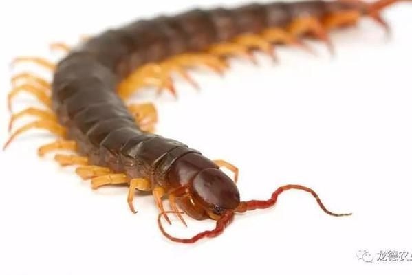龍魚(yú)凍了怎么救：龍魚(yú)凍了怎么辦