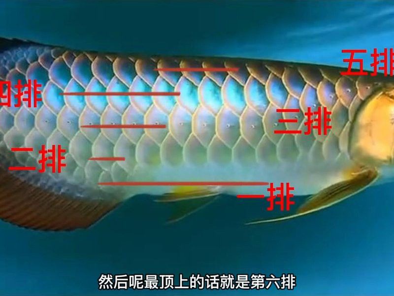 如何判斷金龍魚小苗是否健康？