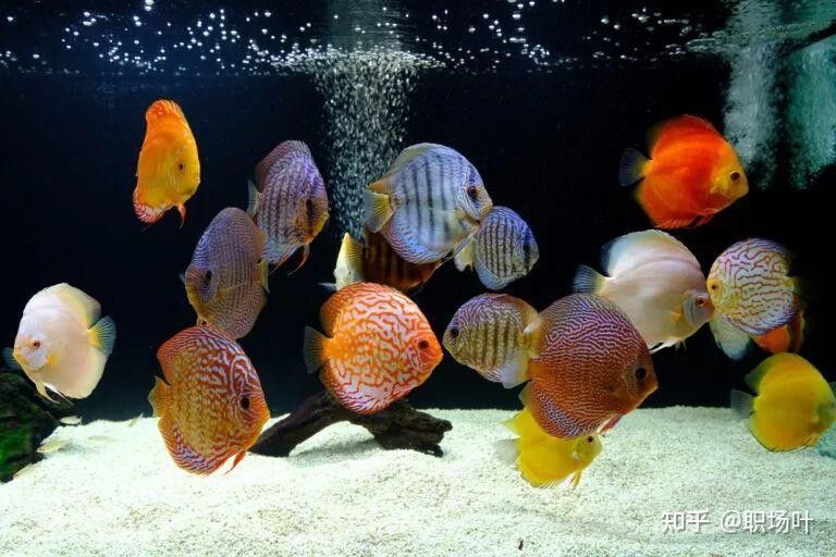 如何判斷金龍魚小苗是否健康？