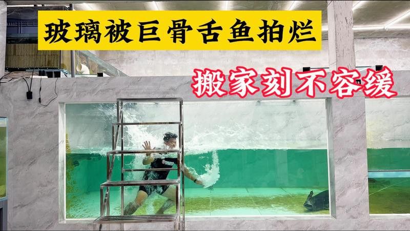 愛養魚龍龍在哪個平臺發布作品？ 愛養魚龍龍在哪個平臺發布作品？ 龍魚百科 第4張