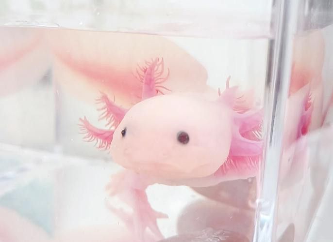 小六角龍魚怎么養