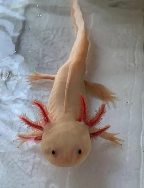 小六角龍魚怎么養