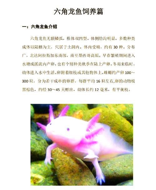 小六角龍魚怎么養