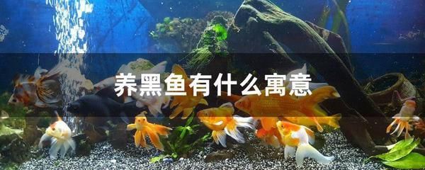 雷龍魚能和錦鯉混養(yǎng)么，雷龍魚與錦鯉混養(yǎng)可行性分析