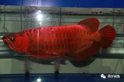 龍魚的發色期是一個涉及到多個因素的過程：關于龍魚發色期的具體介紹 龍魚的發色期是一個涉及到多個因素的過程：關于龍魚發色期的具體介紹 龍魚百科 第2張