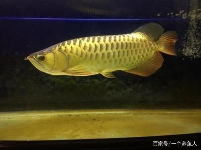 龍魚的發色期是一個涉及到多個因素的過程：關于龍魚發色期的具體介紹 龍魚的發色期是一個涉及到多個因素的過程：關于龍魚發色期的具體介紹 龍魚百科 第3張