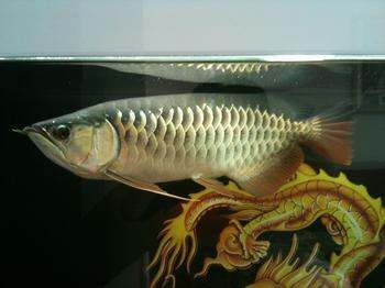 龍魚品質(zhì)如何鑒別的真假呢：龍魚品質(zhì)鑒別技巧