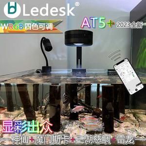 魔門斯卡混養(yǎng)龍魚（魔門斯卡混養(yǎng)龍魚怎么辦） 魔門斯卡混養(yǎng)龍魚（魔門斯卡混養(yǎng)龍魚怎么辦） 龍魚百科 第1張