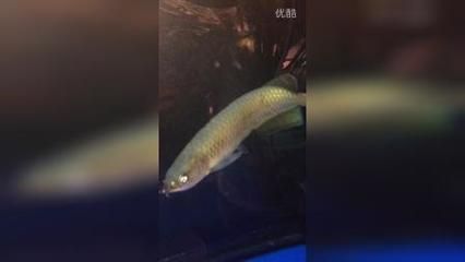 龍魚29度是不是高了:龍魚29度是不是高了,取決于龍魚的種類和生活階段 龍魚百科 第1張 龍魚29度是不是高了:龍魚29度是不是高了,取決于龍魚的種類和生活階段 龍魚29度是不是高了:龍魚29度是不是高了,取決于龍魚的種類和生活階段 龍魚百科 第1張