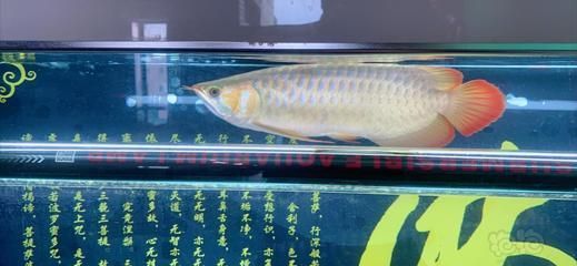 龍魚29度是不是高了:龍魚29度是不是高了,取決于龍魚的種類和生活階段 龍魚百科 第2張 龍魚29度是不是高了:龍魚29度是不是高了,取決于龍魚的種類和生活階段 龍魚29度是不是高了:龍魚29度是不是高了,取決于龍魚的種類和生活階段 龍魚百科 第2張