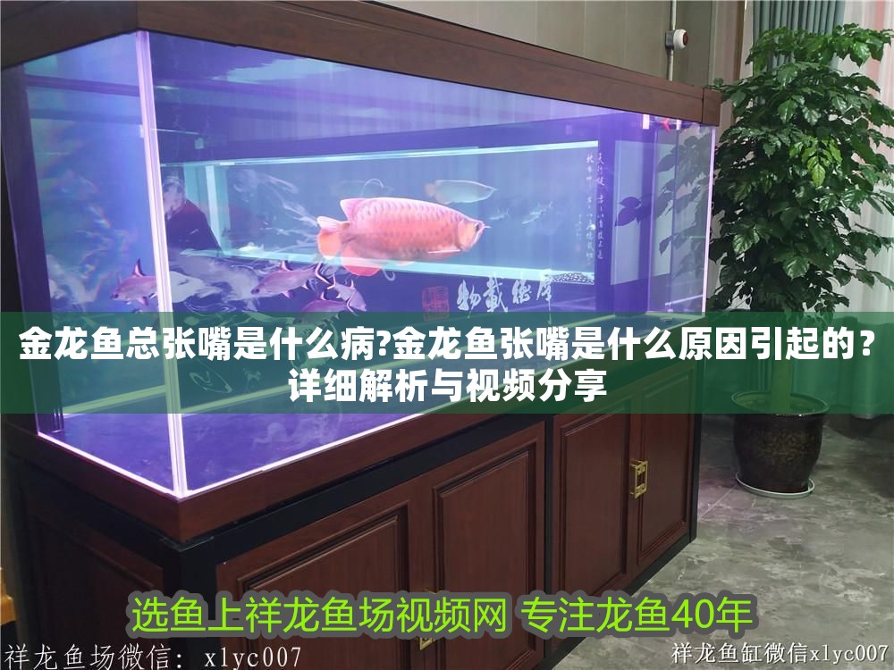 金龍魚總張嘴是什么病?金龍魚張嘴是什么原因引起的？詳細解析與視頻分享
