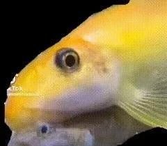 金苔鼠會攻擊孔雀魚嗎