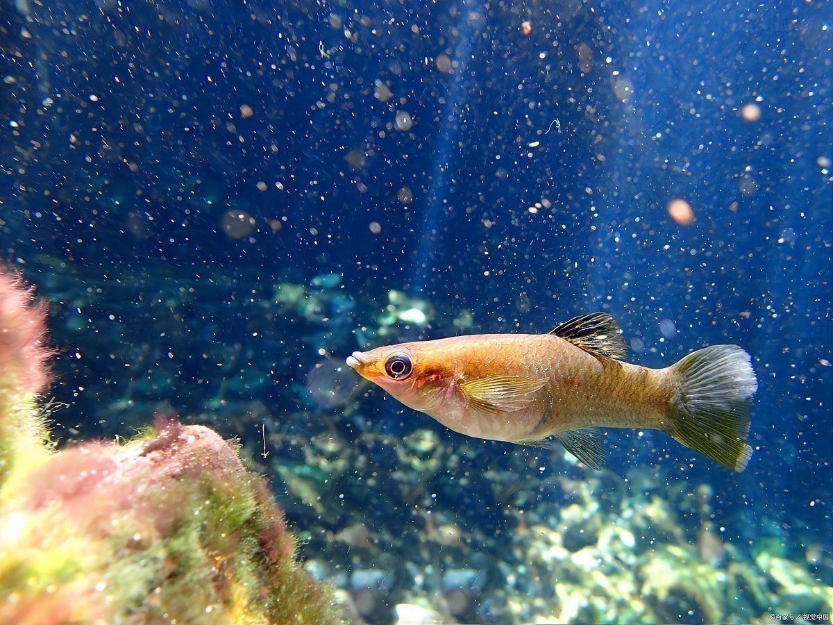 金苔鼠會攻擊孔雀魚嗎