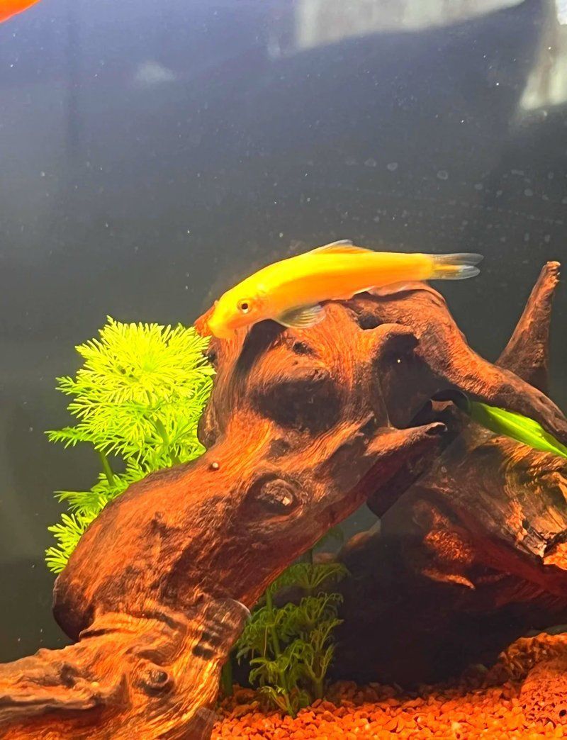 金苔鼠會攻擊孔雀魚嗎