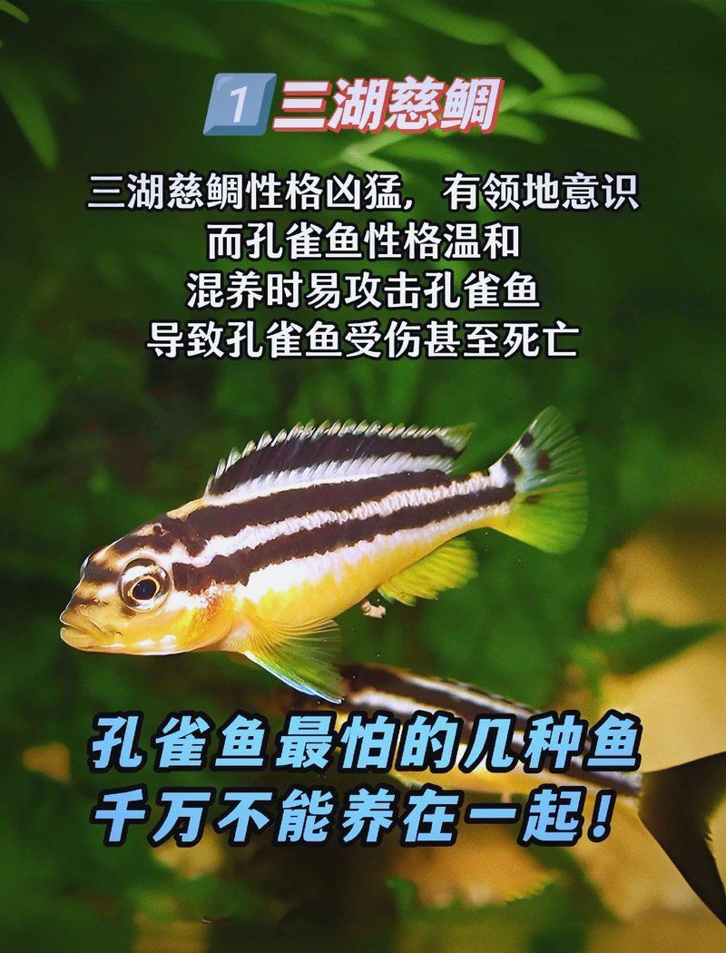 金苔鼠會攻擊孔雀魚嗎